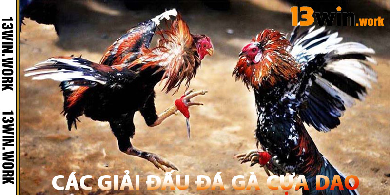 Các Giải Đấu Đá Gà Cựa Dao