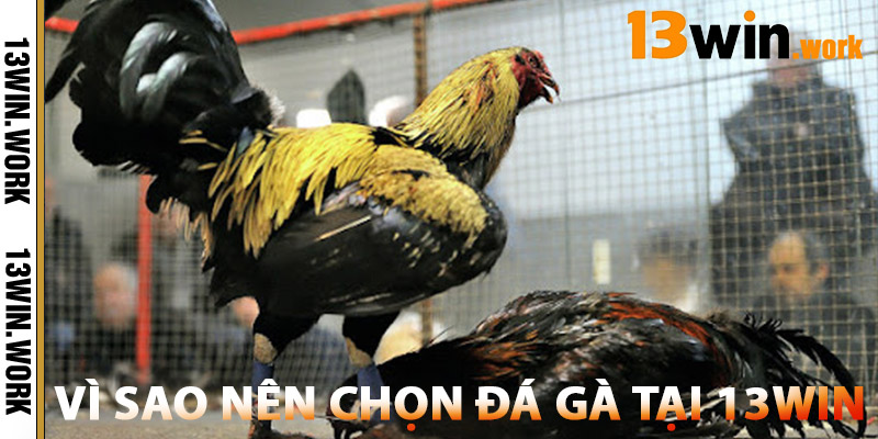 Vì sao nên chọn Đá Gà tại 13WIN